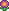 Purple Pansy